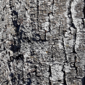 Bark Tree Poplar