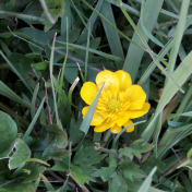 Buttercup In Grass