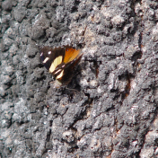 Butterfly On Bark