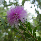 Purple Brush Flower