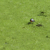 Pond Weed Turtle