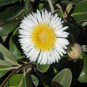 Flower Bush Daisy