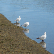 Seagulls Three