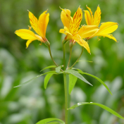 Three Yellow Flowers