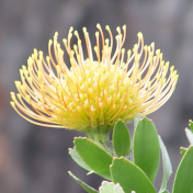 Yellow Flower