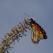 Moarch Butterfly