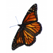 Moarch Butterfly Element