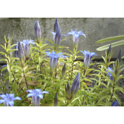 Blue Flowers 7x4