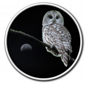 Moon Owl