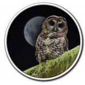 Owl Spotted Moon