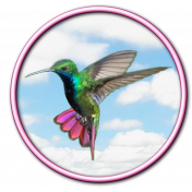 Hummingbird Pink