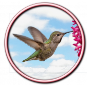 Hummingbird Baby