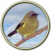 Bellbird