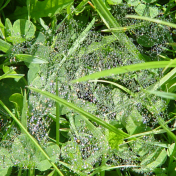 Dew On Web In Grass