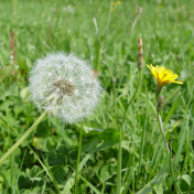 Grass Seed Puff Flower