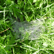 Dew On Web In Grass 2