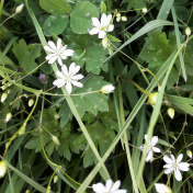 Tiny White Flowers