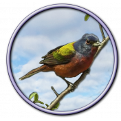 Painted Bunting xx