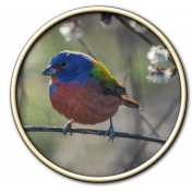 Painted Bunting zz