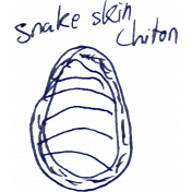 Doodle chiton