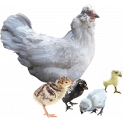 Chook Family