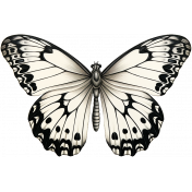 Collected Curiosities #3 - Butterfly 01