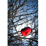 Sunshine Heart in Tree