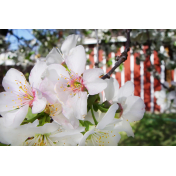 Cherry Blossoms Photo