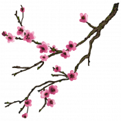 Flowering Cherry Blossom Branch