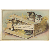 World Cat Day- ephemera 04