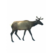 Single Elk