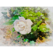 White rose watercolor