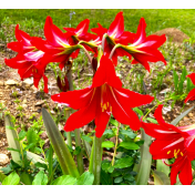 Red lilies