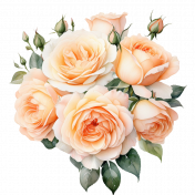 Peach roses (transparent) 