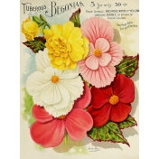 Seriously Floral Pocket Card 17 3x4