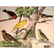 Ephemera African Birds 8