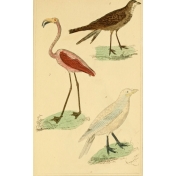 Ephemera African Birds 14