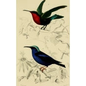 Ephemera African Birds 15