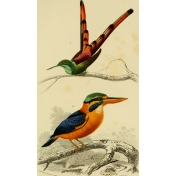 Ephemera African Birds 16