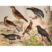 Ephemera African Birds 19