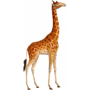 Kenya Elements giraffe