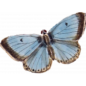 Seriously Butterfly 11 Illustration