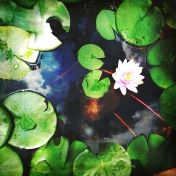 Pond Life Lily Paper 03