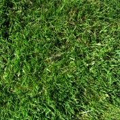 Real Textures 070- Grass