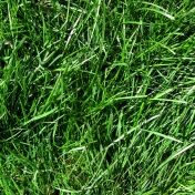 Real Textures 072- Grass