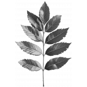Leaf Template 11