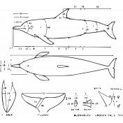 Dolphin Diagram