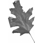 Leaves No.2- Templates- Leaf 13