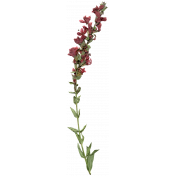 Jane - Elements - Pink Dried Flower