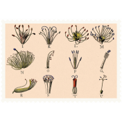 Autumn Day- Elements- Botanical Stamp 3